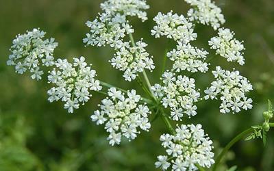Important Facts About Poison Hemlock